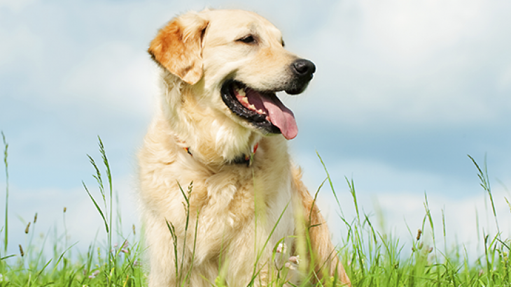 Plan canicule – animaux de compagnie