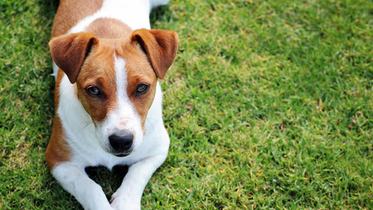 Maladie sévissant actuellement chez des chiens en Norvège