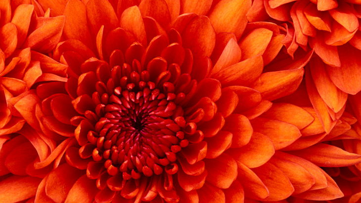 texte d'illustration