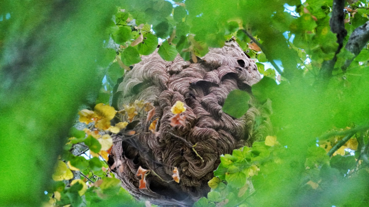 Nid de frlon asiatique