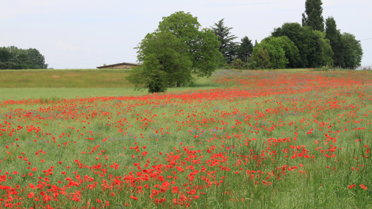 champ coquelicot biodiversité