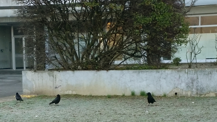 corneilles en ville