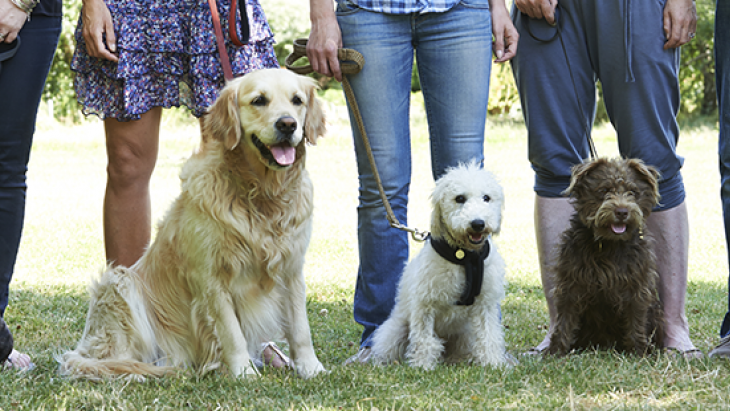 Suppression des cours obligatoires pour les détenteurs de chiens 