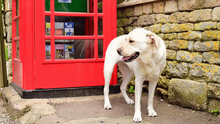 Brexit et voyages de nos animaux de compagnie: quelle incidence depuis le 1er janvier 2021 ?