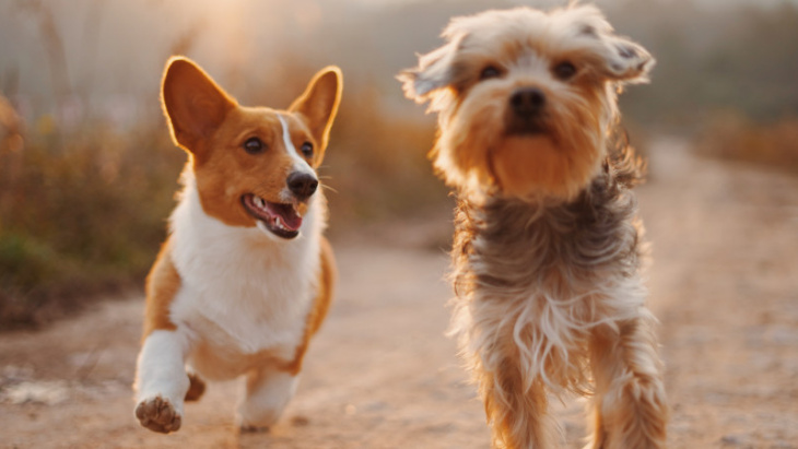 Photo: ipet photo | Unsplash