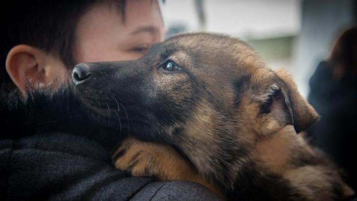 Femelle berger allemand Nox