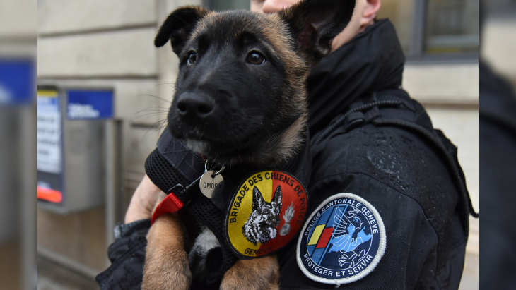 un policier porte un chiot de la brigade canine