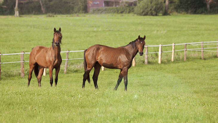 Cas de rhinopneumonie équine en France voisine