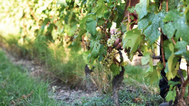 Illustration de la vigne