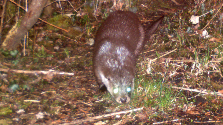 La loutre de retour à Genève / Image Contact-Castor