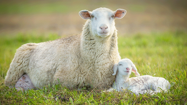 Identification et enregistrement des moutons et des chèvres dès 2020