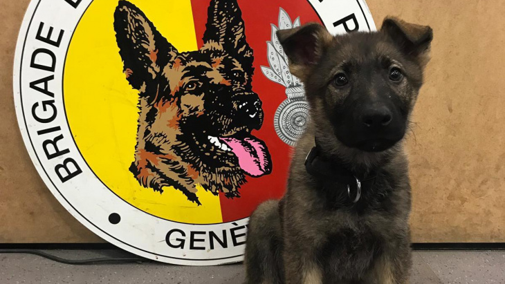 Chiot berger allemand dont le nom est Nox