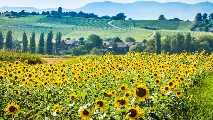 champs tournesol durable