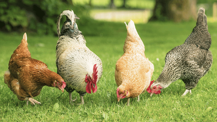Détenir des poules à titre de loisir et veiller à leur protection