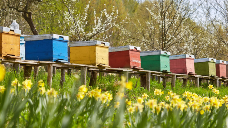 Nouvel inspecteur cantonal des ruchers à Genève