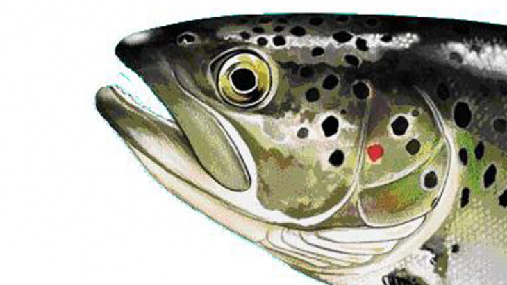 La pêche en rivière est ouverte