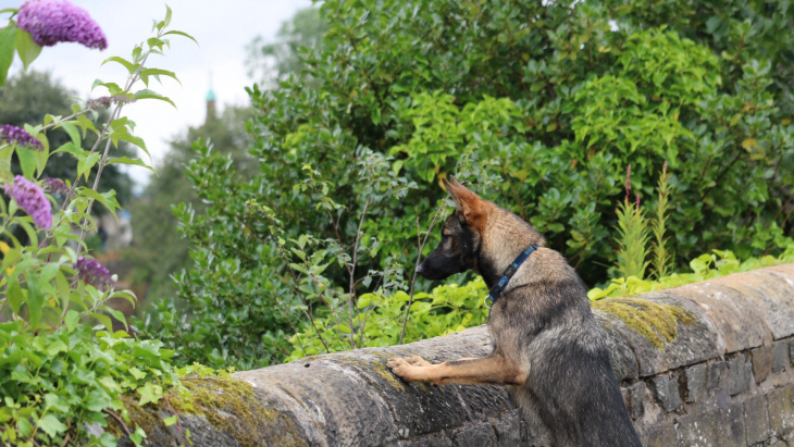 Un chien contre une muraille