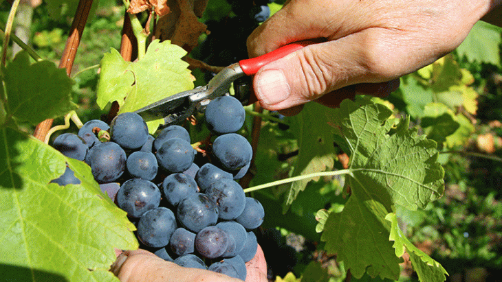 Vendange 2019 – Contrôle par les autorités cantonales