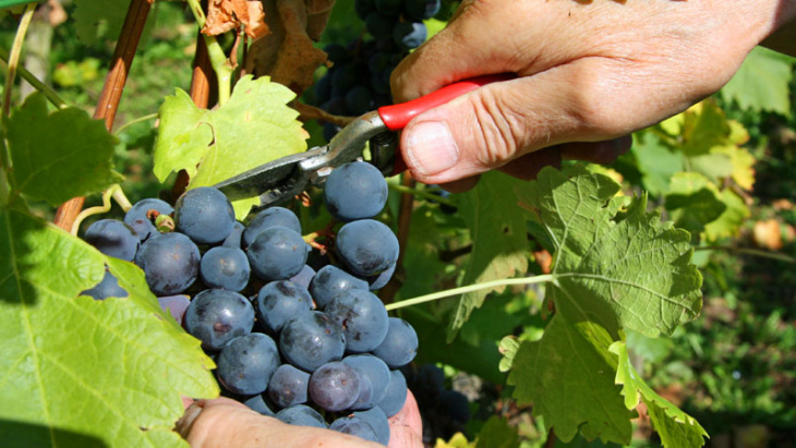 Vendanges 2020 – contrôle par les autorités cantonales