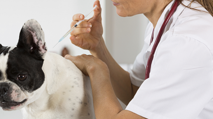 Recrudescence de la maladie de Carré – Vaccination recommandée