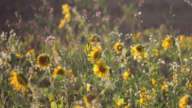 Prairie fleurie avec tournesols