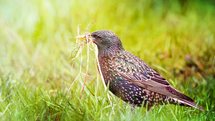 1001 sites Nature en ville