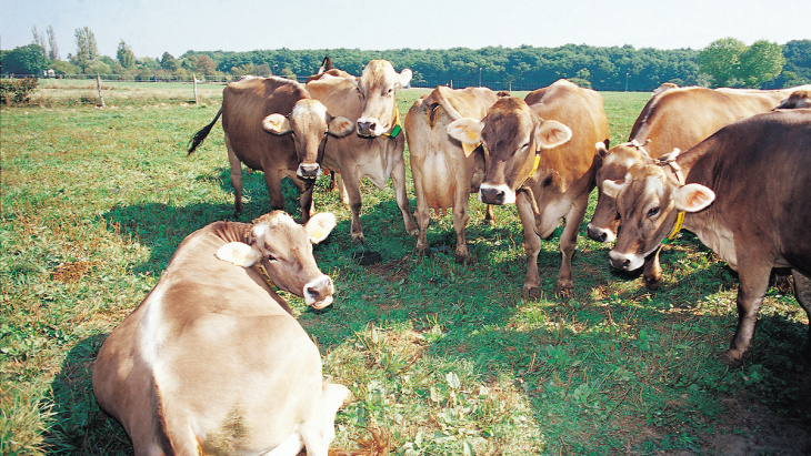 Crédit image: Auberson/Genève Terroir
