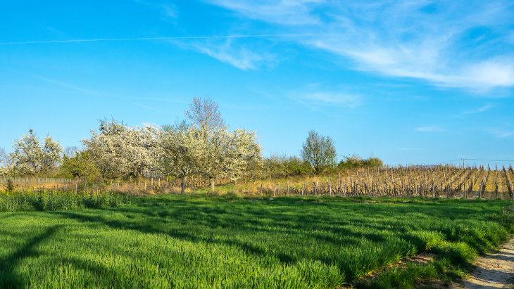 Crédit image: Jean Revillard/Genève Terroir