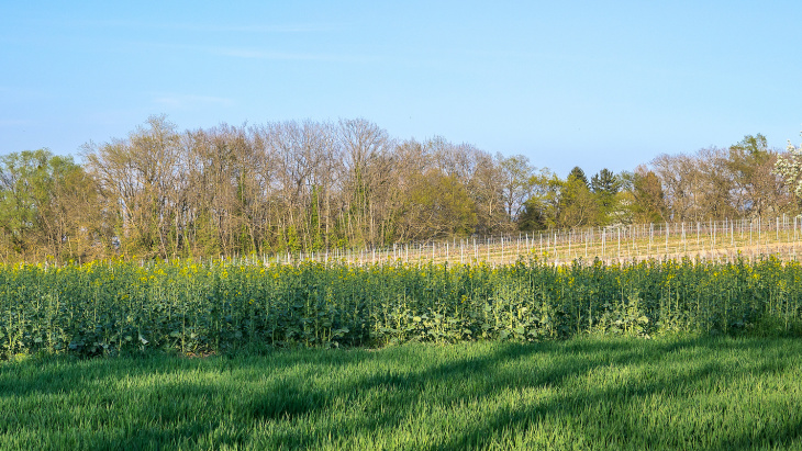 Crédit image: Jean Revillard/Genève Terroir