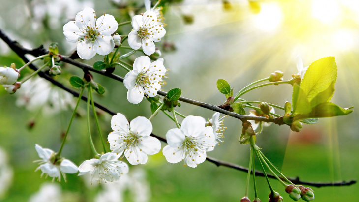 1001 sites Nature en ville