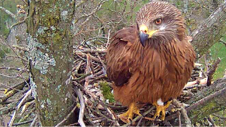 Présence du Milan noir à Genève