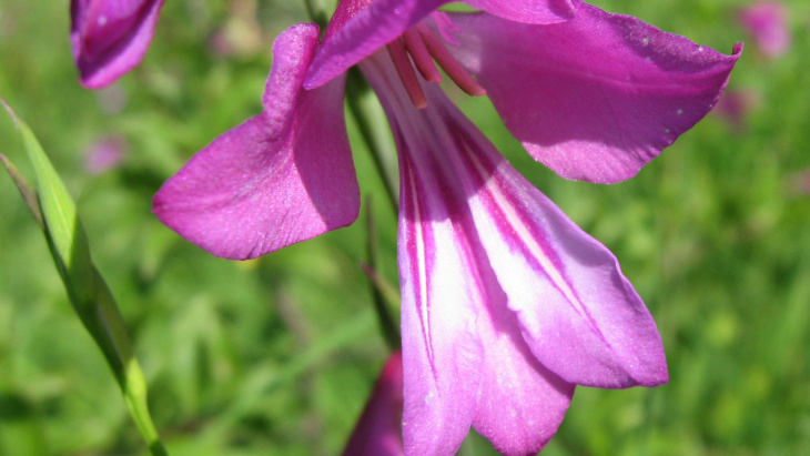 Gladiolus Palustris