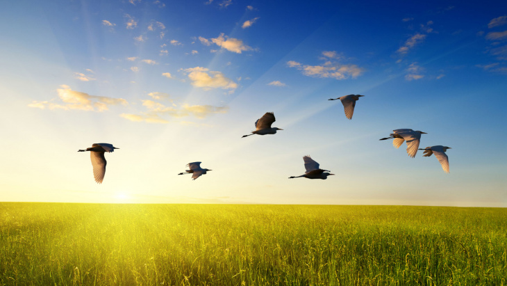 Grippe aviaire : information du vétérinaire cantonal