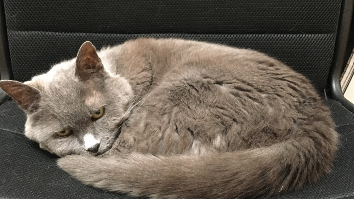 Photo chat prétexte