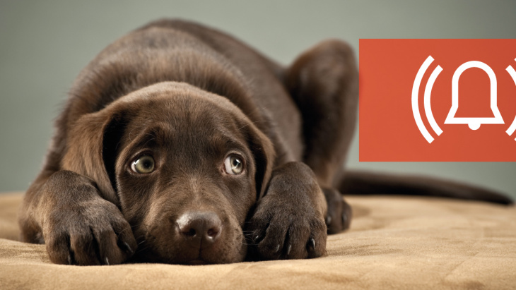 Animaux sensibles aux tests de sirènes d'alarme 