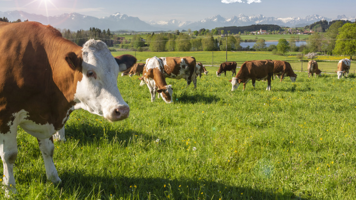 Présence de la maladie de la diarrhée virale bovine à Genève