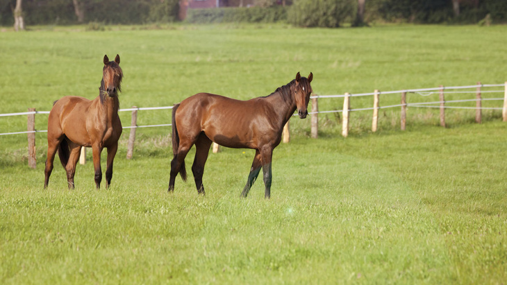 Epidémie de rhinopneumonie équine en Europe
