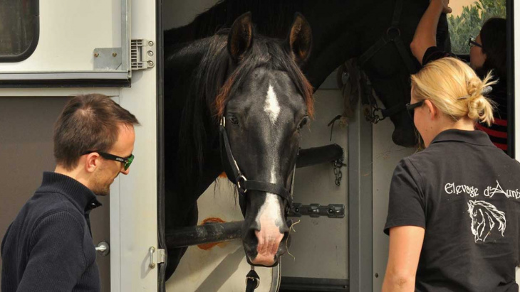 Nouvelles règles sanitaires pour le transport de chevaux en Union Européenne à partir du 21 avril 2021