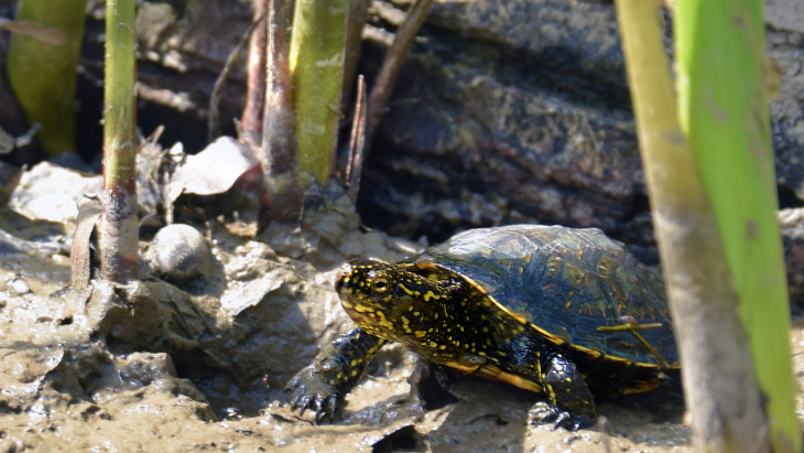 La cistude continentale pour illustrer la biodiversité du canton