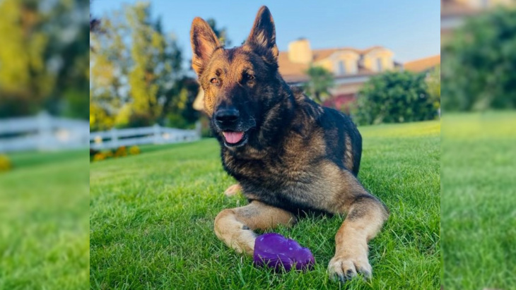 Jägger, chien de la police genevoise