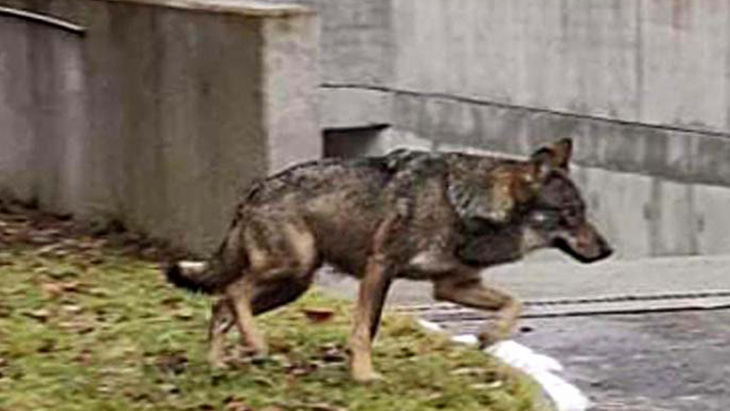 Loup à Jussy