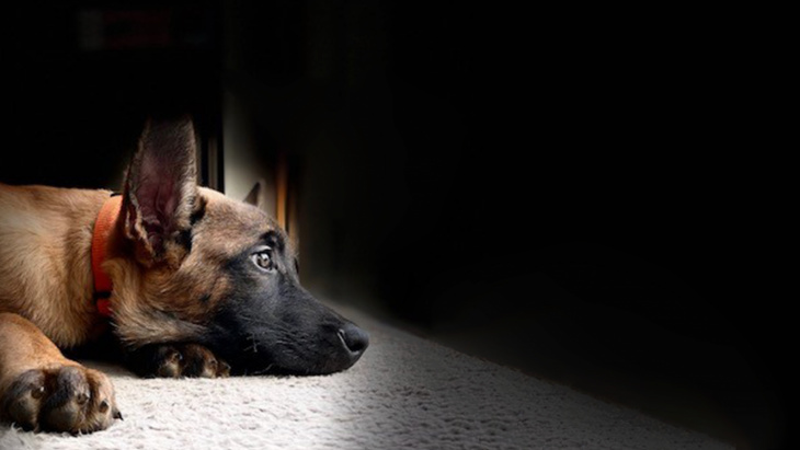 Thor, chien à la police genevoise.