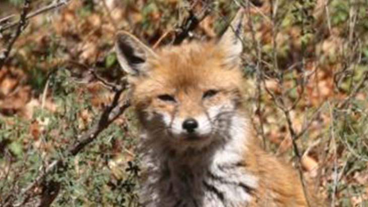 Renardeau dans un jardin