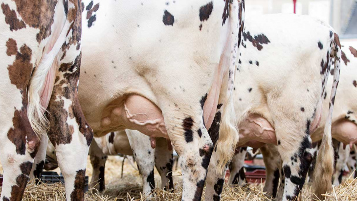 Retour de la maladie de la Diarrhée Virale Bovine (BVD) à Genève en 2022