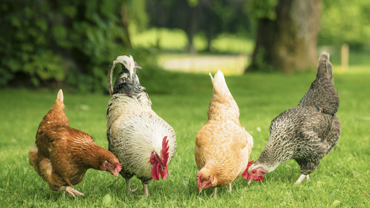 Prolongation des mesures préventives contre la propagation de la grippe aviaire dans la population de volaille domestiques à Genève