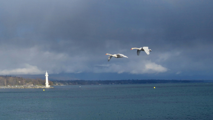 Illustration de la Rade Genève.  Photo @JM Mitterer
