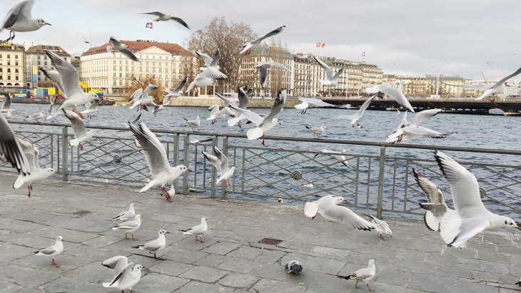 Prolongation des mesures préventives contre la propagation de la grippe aviaire dans la population de volaille domestiques à Genève