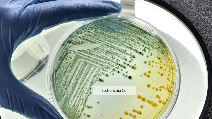 Intoxication alimentaire à Escherichia Coli : non merci !