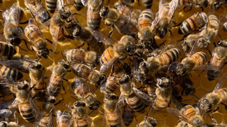 Des cas de loque réapparaissent sur la rive gauche du canton de Genève