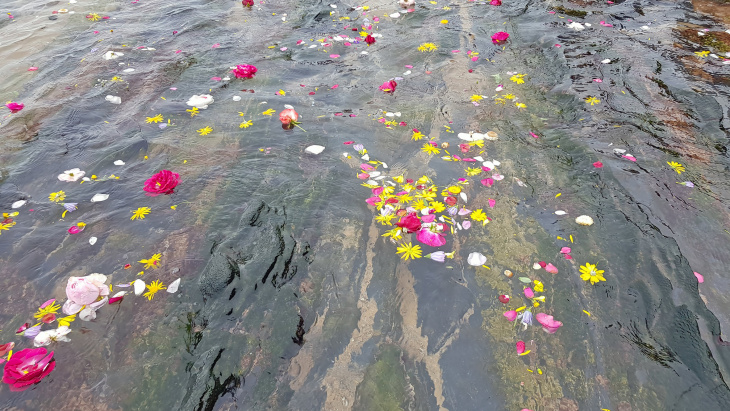 fleurs à la surface de l'eau